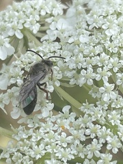 Leioproctus