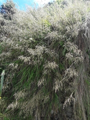 Poa anceps