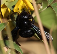Xylocopa fimbriata