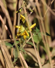 Crotalaria pumila
