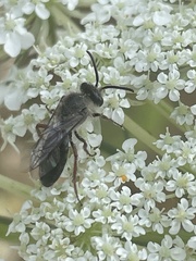 Leioproctus