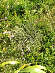 Aciphylla squarrosa
