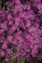 Drosanthemum