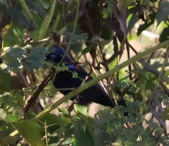 Cyanocompsa parellina