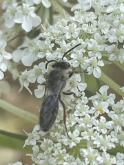 Leioproctus