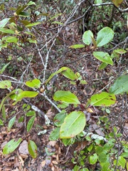 Rhododendron prunifolium