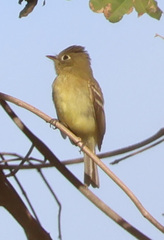 Empidonax difficilis