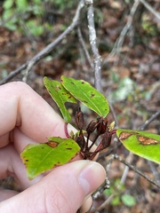 Rhododendron prunifolium