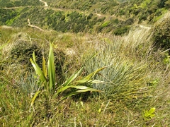 Aciphylla squarrosa