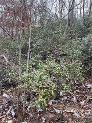 Rhododendron prunifolium