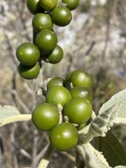 Solanum mitlense