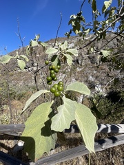 Solanum mitlense