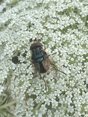 Austalis copiosa