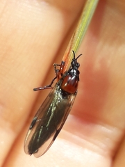 Dilophus nigrostigma