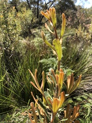 Banksia ornata
