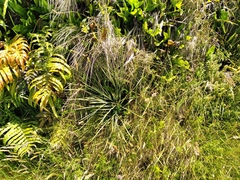 Aciphylla squarrosa
