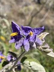 Solanum lanceolatum