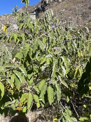 Solanum lanceolatum
