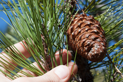 Pinus attenuata