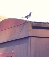 Aphelocoma insularis