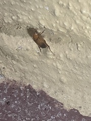 Phyllotocus macleayi