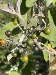 Solanum lanceolatum