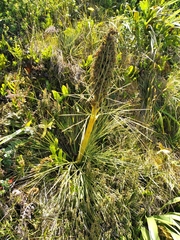 Aciphylla squarrosa