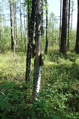Betula lanata