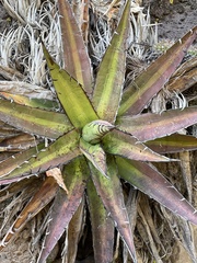 Agave convallis