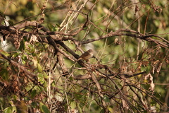 Phylloscopus fuscatus