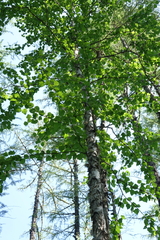 Betula lanata