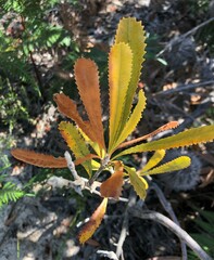 Banksia ornata