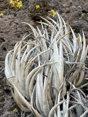 Tillandsia mitlaensis