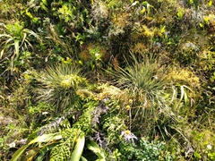 Aciphylla squarrosa