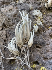 Tillandsia mitlaensis