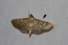Microthyris anormalis