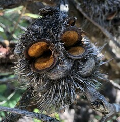 Banksia ornata