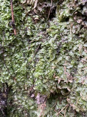 Pallavicinia lyellii