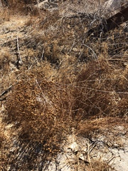 Oncosiphon pilulifer