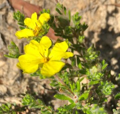 Hibbertia crinita