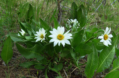 Wyethia helianthoides