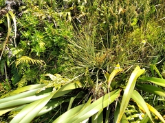 Aciphylla squarrosa
