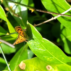 Lycaena 'canterbury common copper'