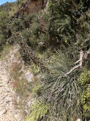 Aciphylla squarrosa