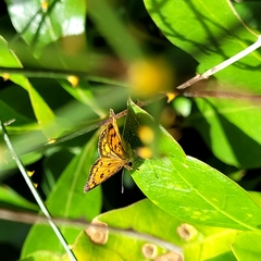 Lycaena 'canterbury common copper'