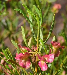 Dodonaea lobulata