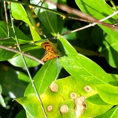 Lycaena 'canterbury common copper'