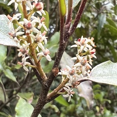 Quintinia serrata