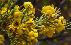Senna artemisioides artemisioides