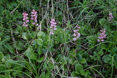 Pyrola asarifolia incarnata